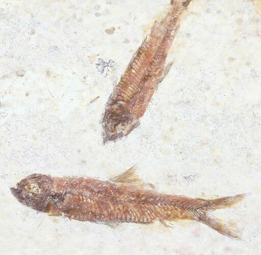 Multiple Knightia Fossil Fish - Wyoming #60890